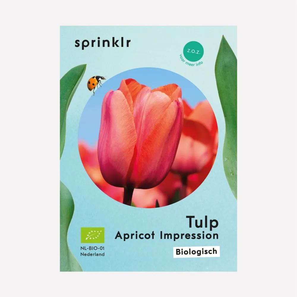 Tulp Apricot Impression Sprinklr planten
