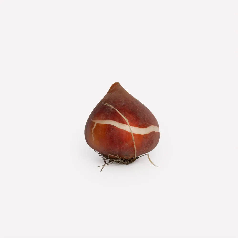 Tulp Apricot Impression Sprinklr planten