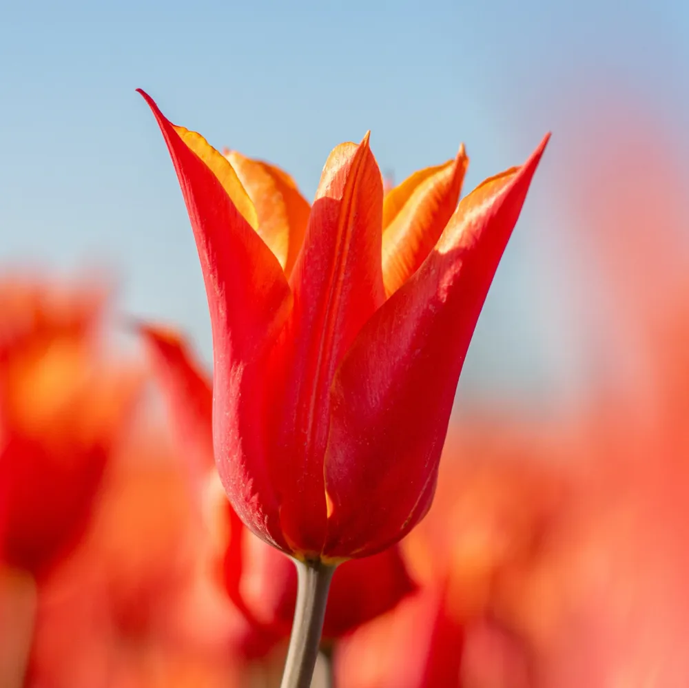 Tulp Ballerina Sprinklr planten