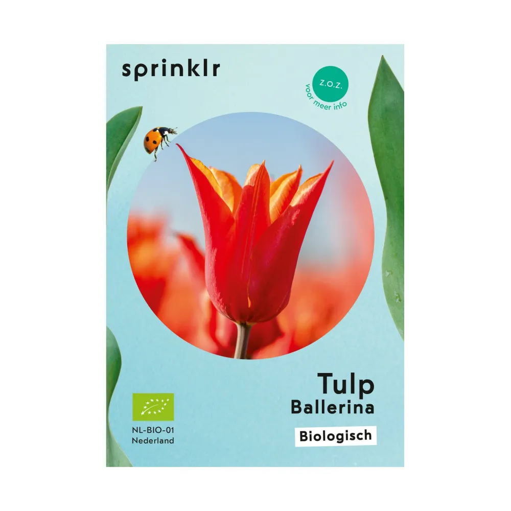 Tulp Ballerina Sprinklr planten