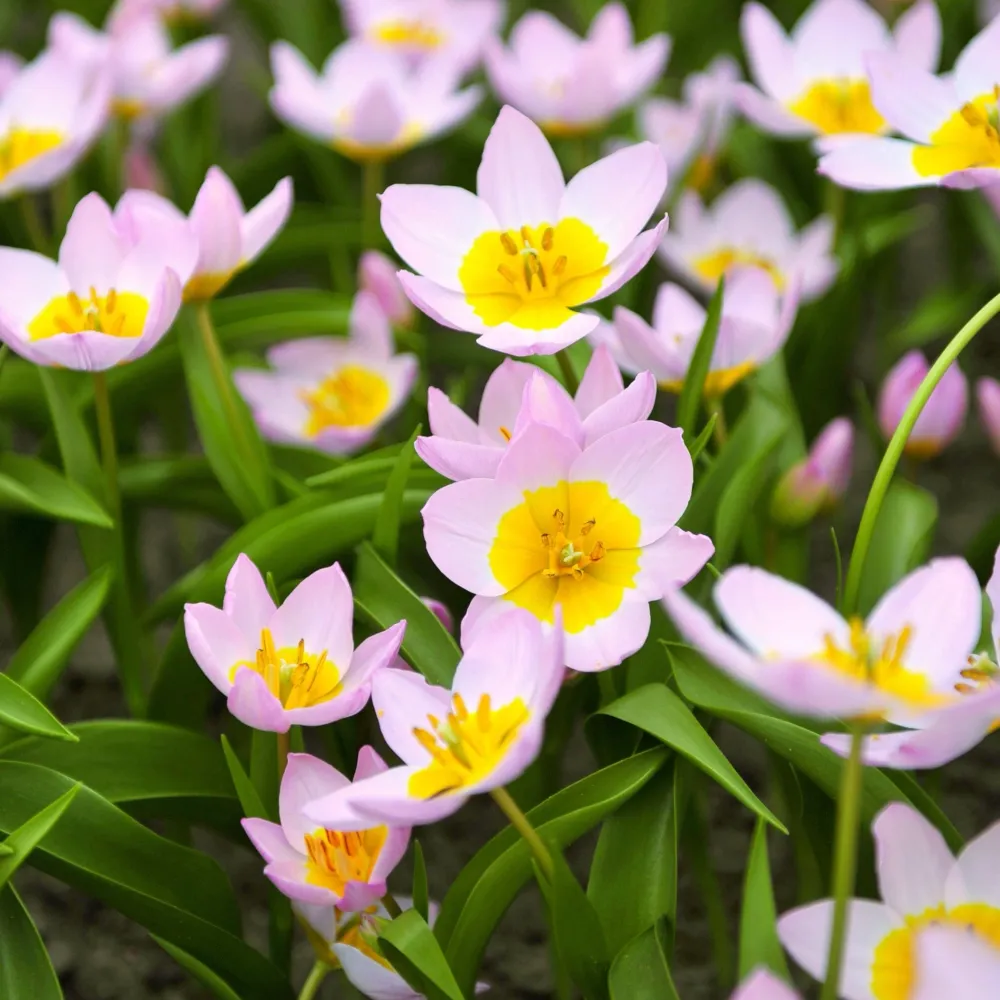 Tulp Lilac Wonder Sprinklr planten