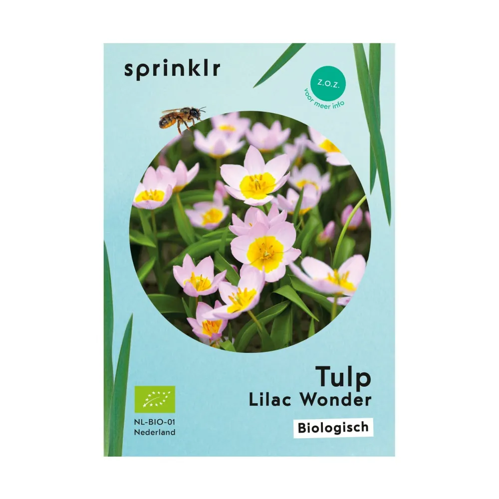 Tulp Lilac Wonder Sprinklr planten