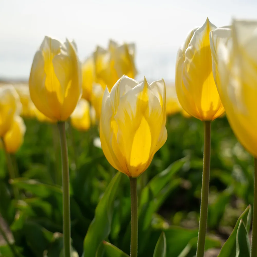 Tulp Sweetheart Sprinklr planten