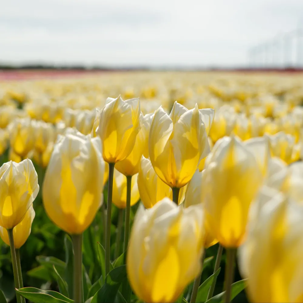 Tulp Sweetheart Sprinklr planten