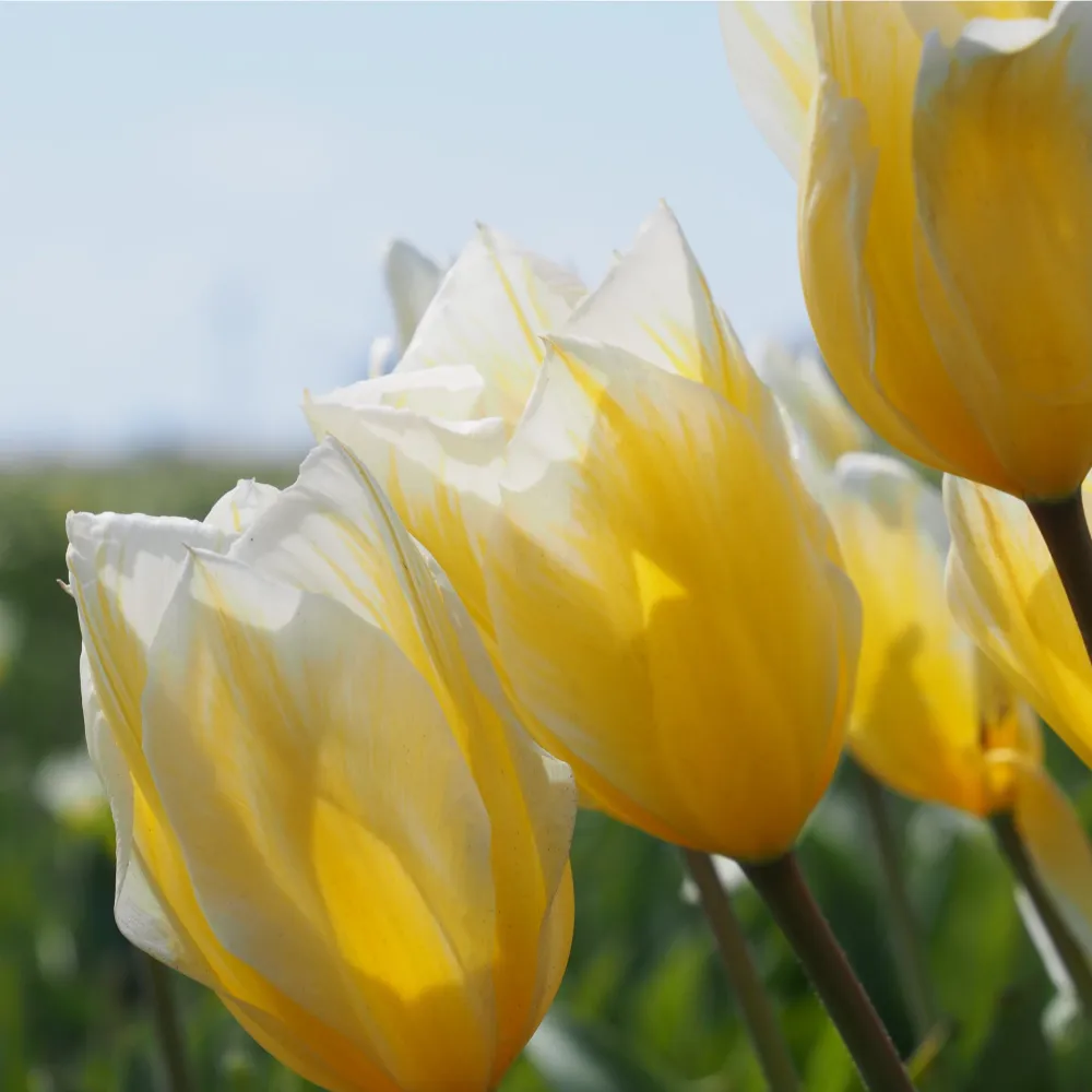 Tulp Sweetheart Sprinklr planten