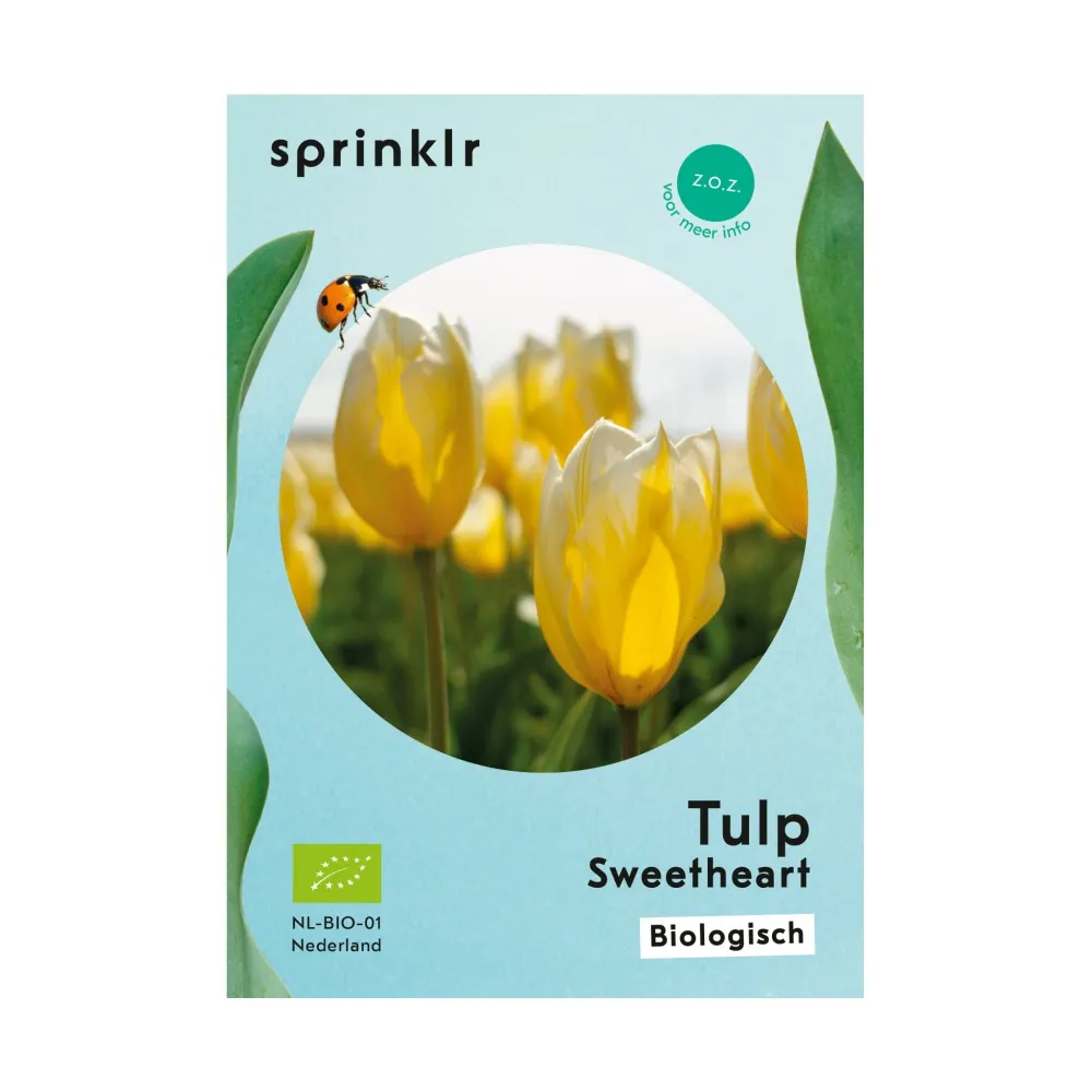 Tulp Sweetheart Sprinklr planten