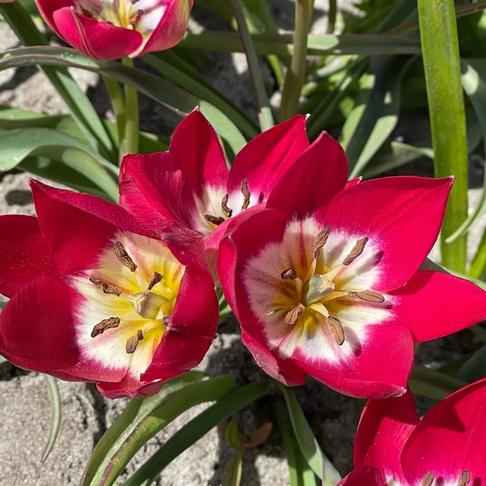 Tulp Tiny Timo Sprinklr planten