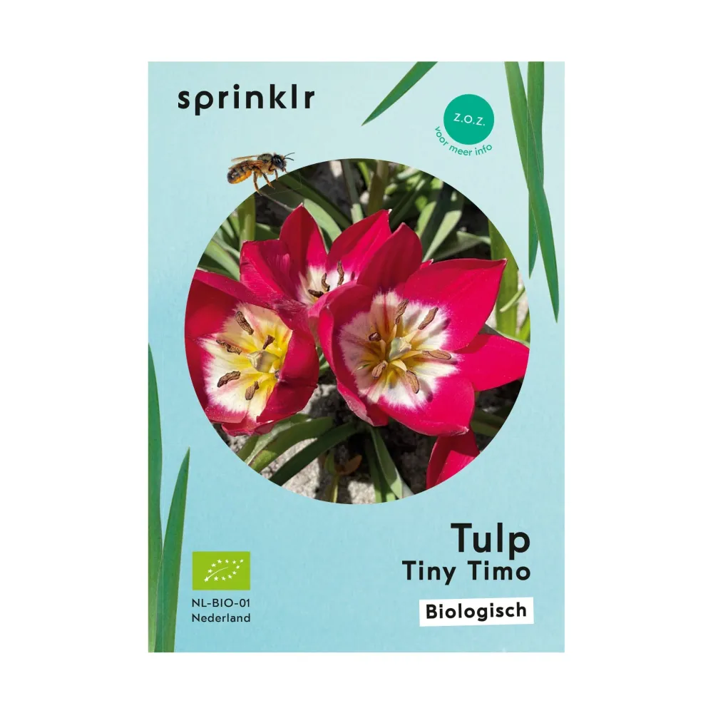 Tulp Tiny Timo Sprinklr planten