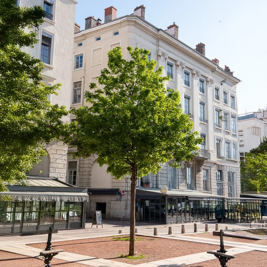 Montpellier esdoorn 1778006141