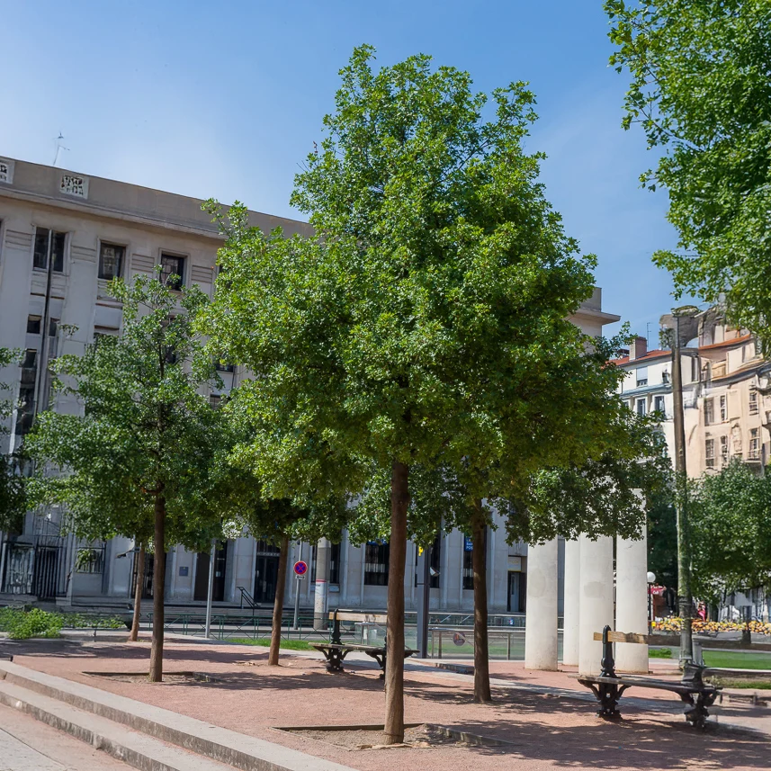 Montpellier esdoorn 1778006141