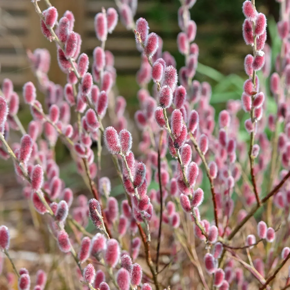 Roze Katjeswilg 'Mount Aso' op stam 1778006142