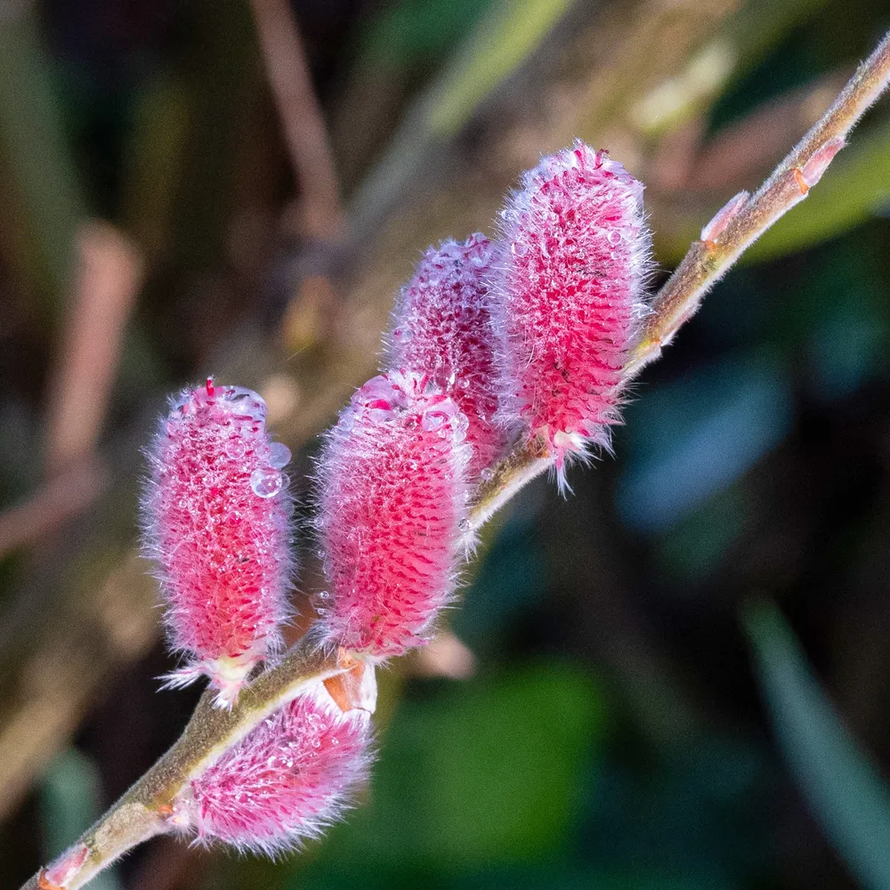 Roze Katjeswilg 'Mount Aso' op stam 1778006142