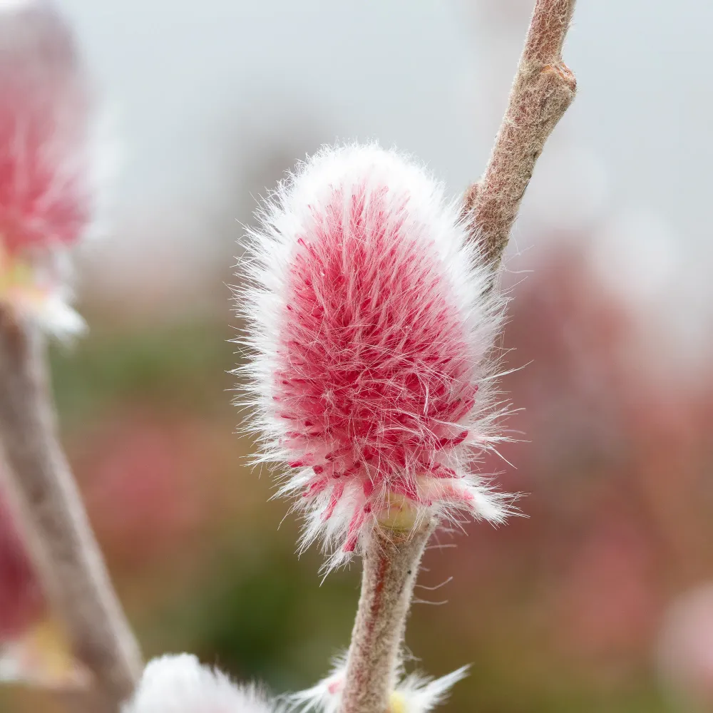 Roze Katjeswilg 'Mount Aso' op stam 1778006142