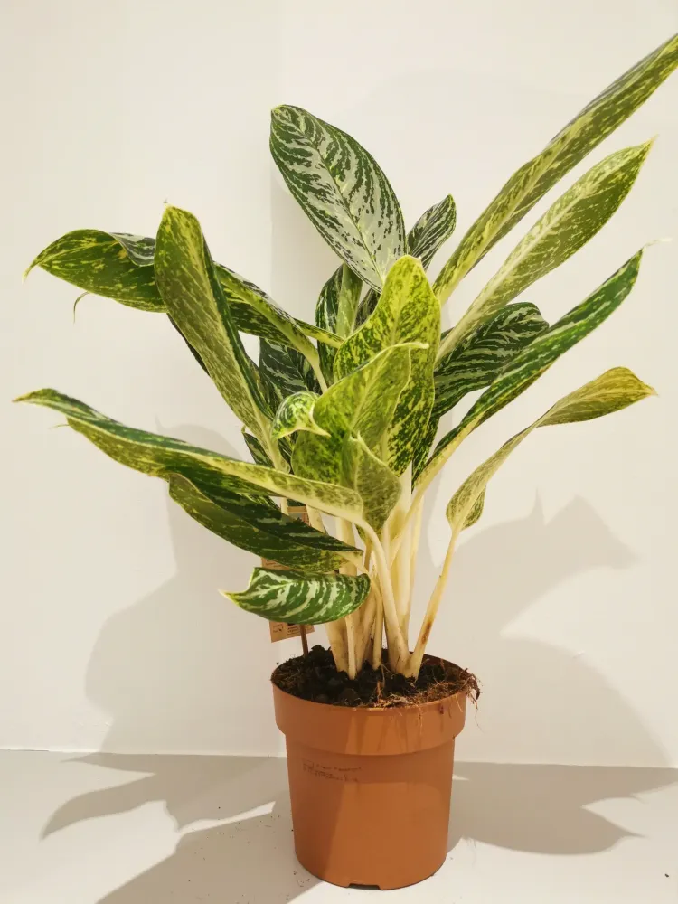 Aglaonema Golden Madonna De Plantrekkers