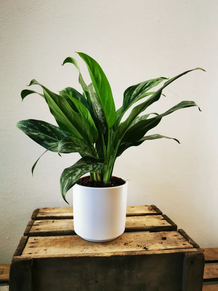 Aglaonema Green Lady De Plantrekkers
