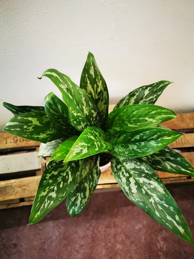 Aglaonema Green Lady De Plantrekkers
