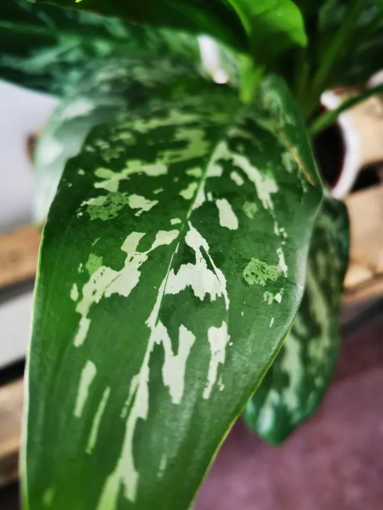 Aglaonema Green Lady De Plantrekkers