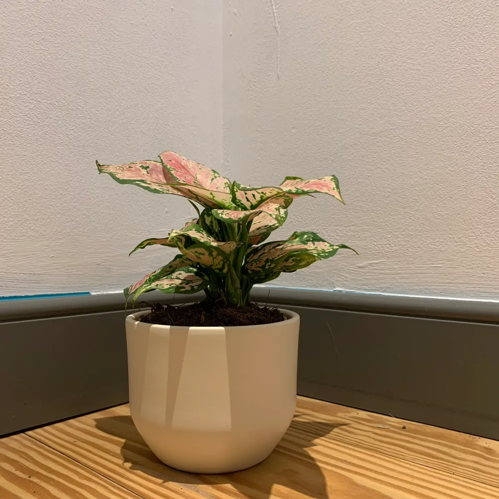 Aglaonema Pink Spotted De Plantrekkers