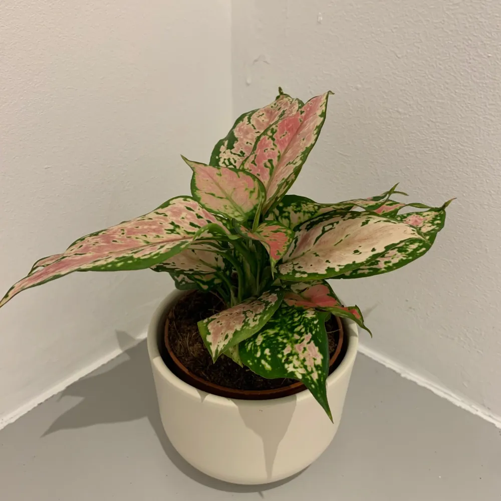 Aglaonema Pink Spotted De Plantrekkers