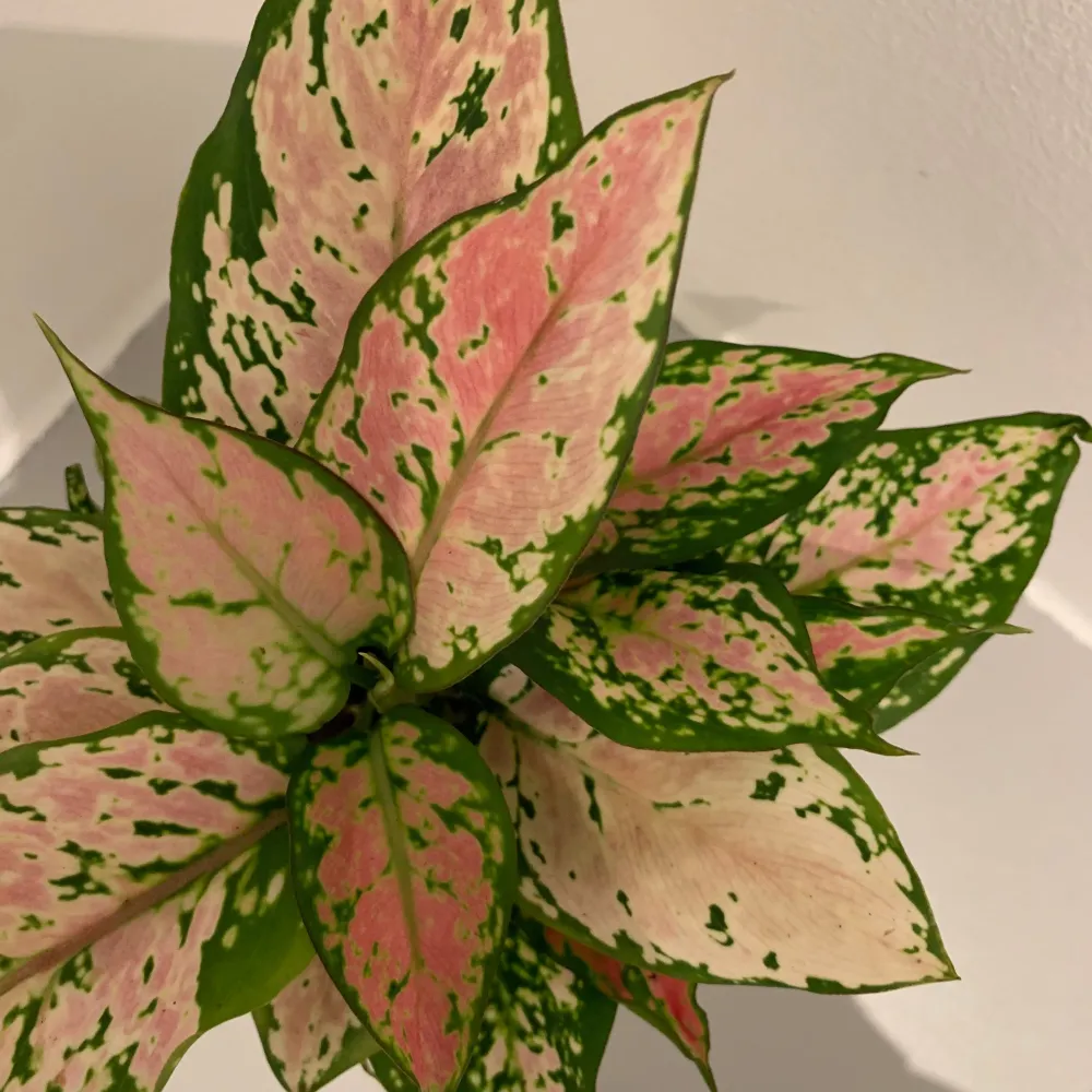 Aglaonema Pink Spotted De Plantrekkers