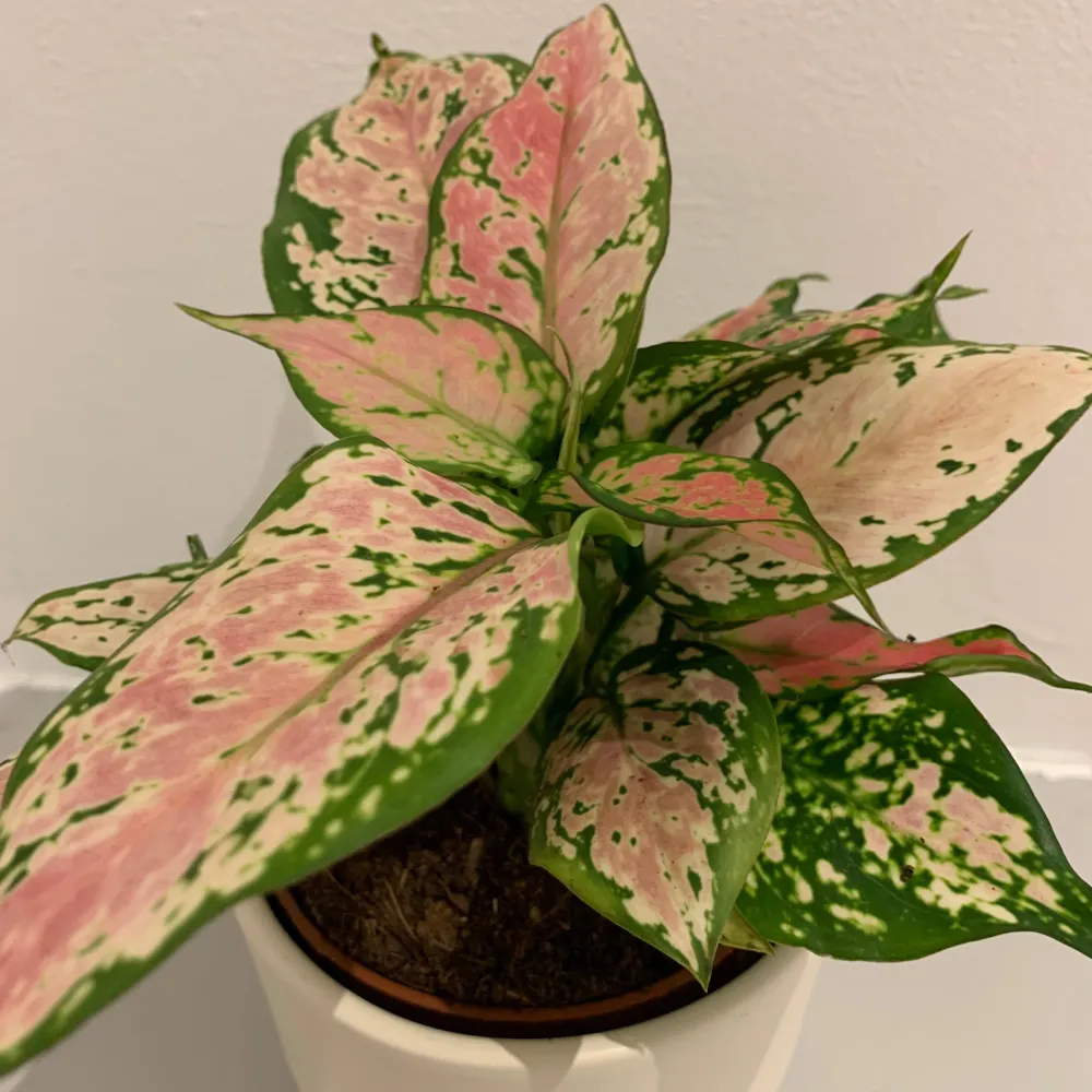 Aglaonema Pink Spotted De Plantrekkers