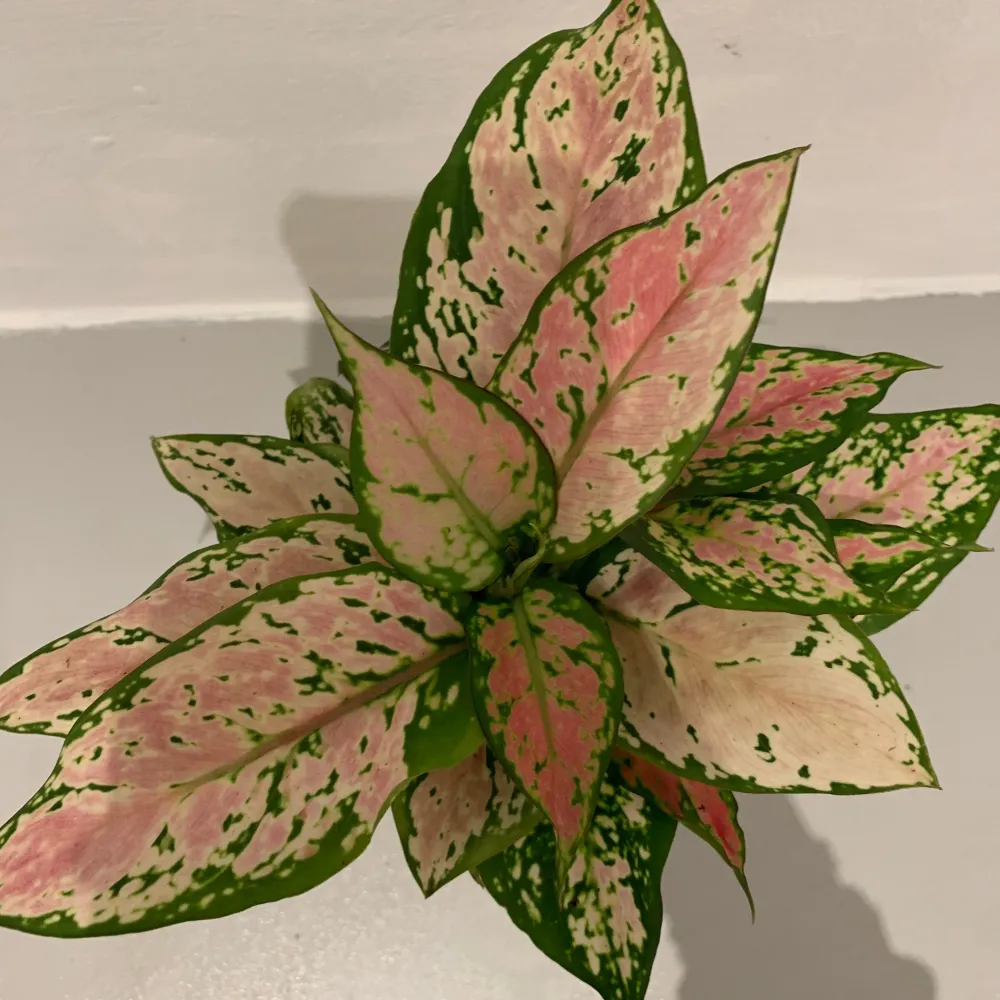 Aglaonema Pink Spotted De Plantrekkers