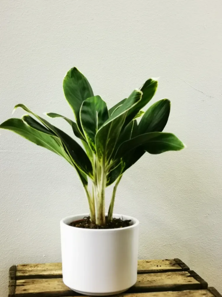 Aglaonema White Lady De Plantrekkers