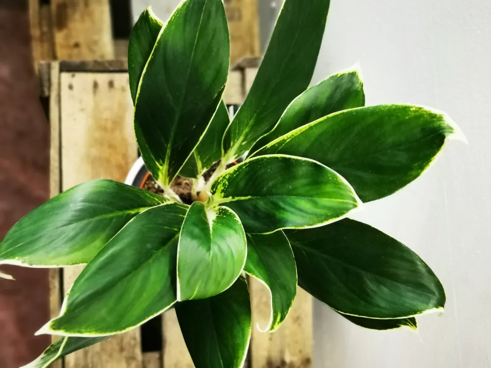 Aglaonema White Lady De Plantrekkers