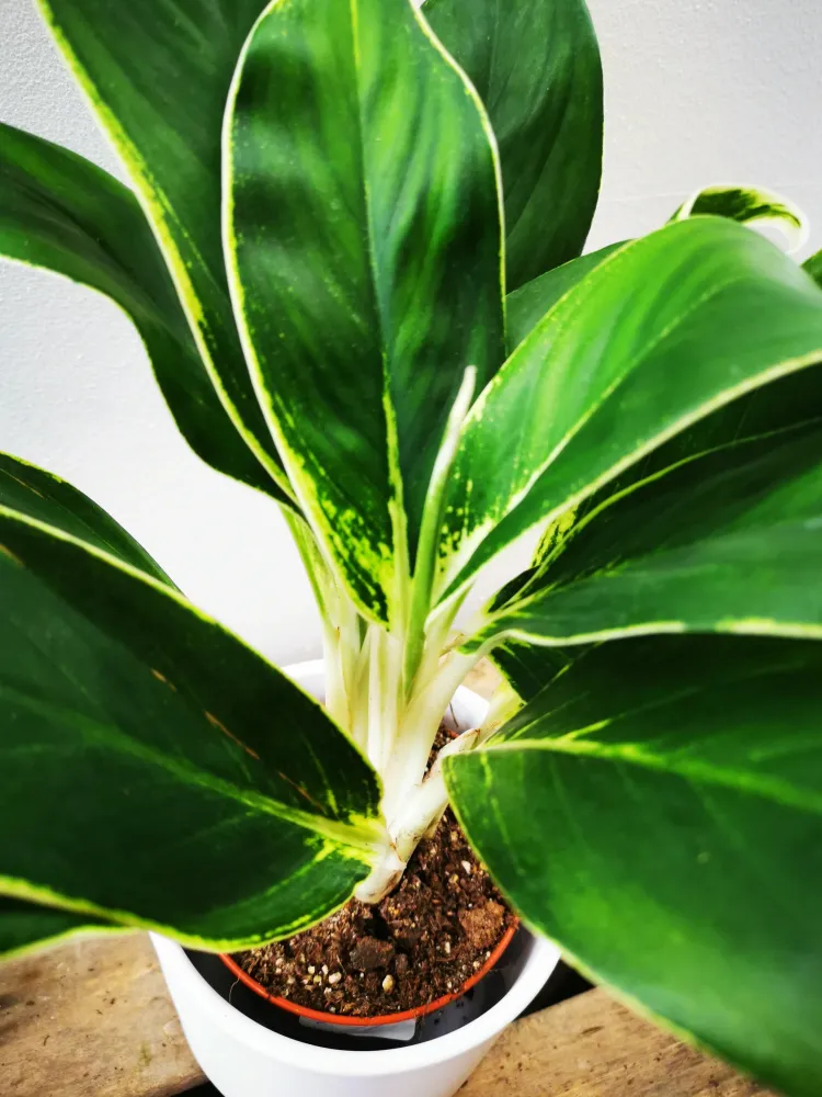 Aglaonema White Lady De Plantrekkers