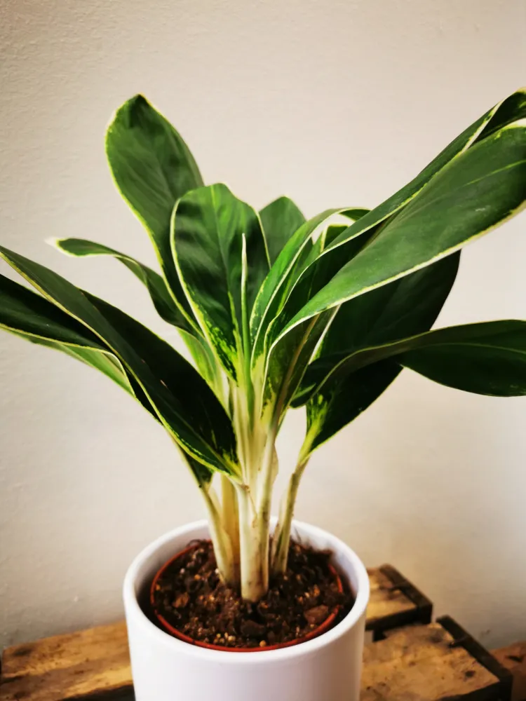 Aglaonema White Lady De Plantrekkers