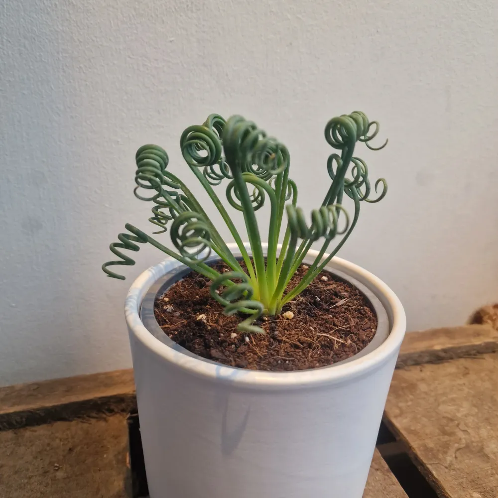Albuca Spiralis 'Frizzle Sizzle' De Plantrekkers
