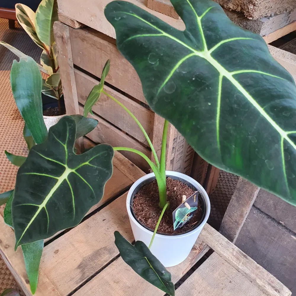Alocasia Frydek M De Plantrekkers