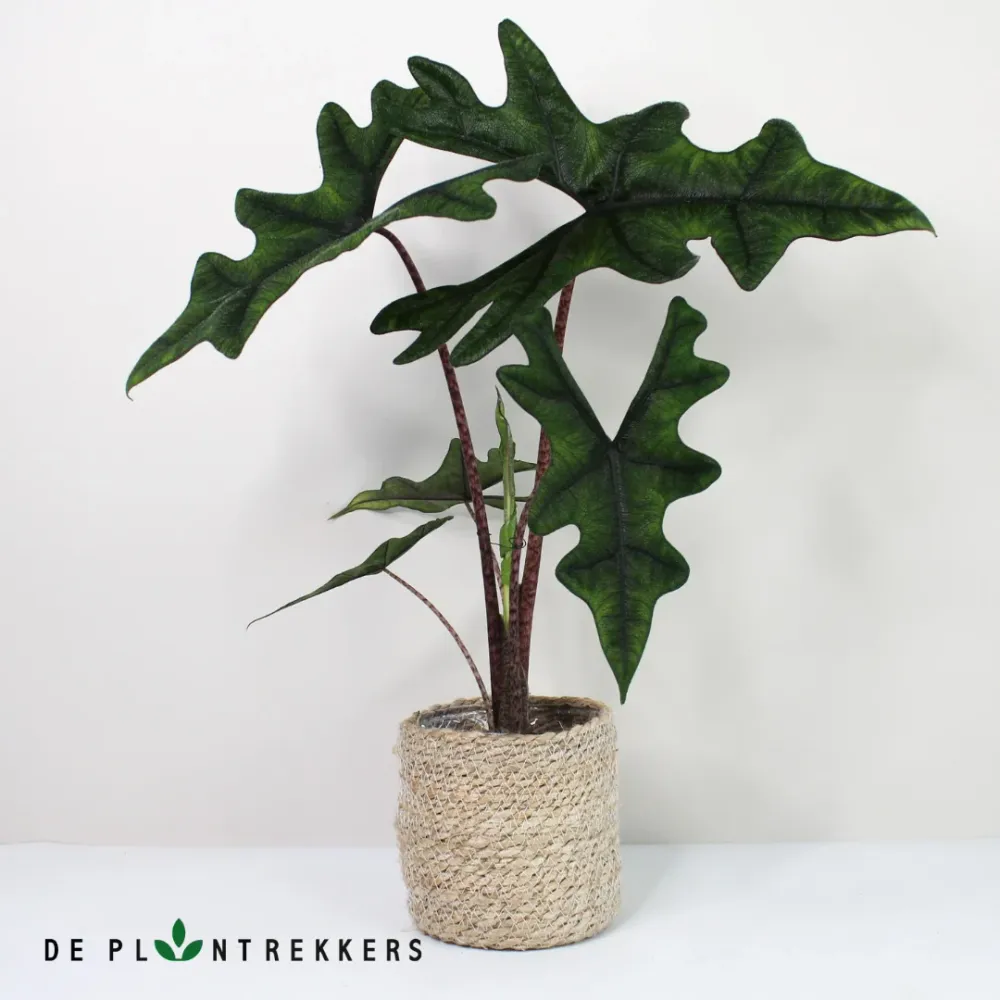 Alocasia Jacklyn De Plantrekkers