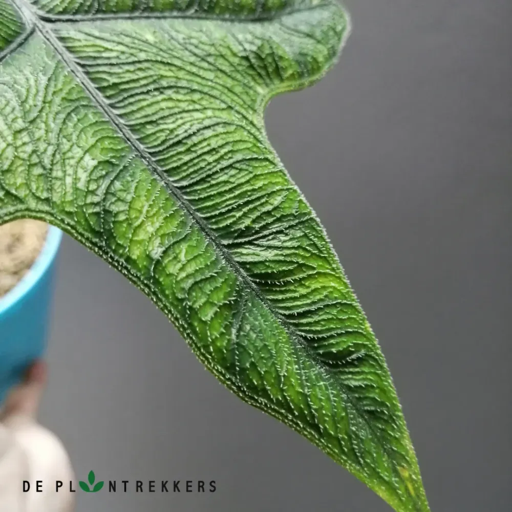 Alocasia Jacklyn De Plantrekkers