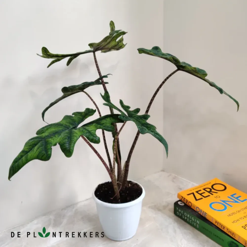 Alocasia Jacklyn De Plantrekkers
