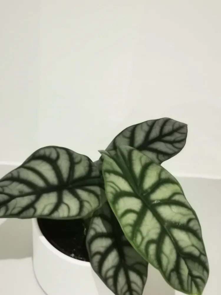 Alocasia Silver Dragon De Plantrekkers