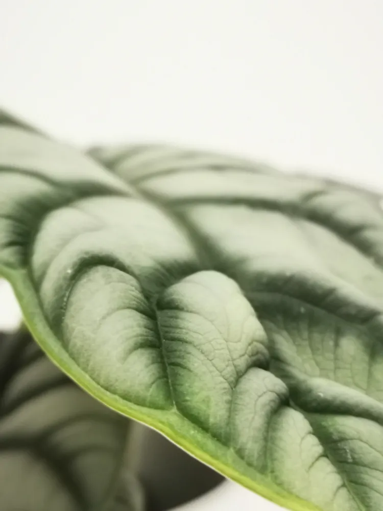 Alocasia Silver Dragon De Plantrekkers