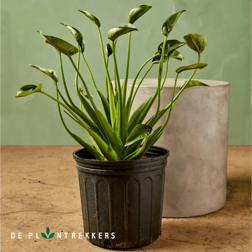 Alocasia Tiny Dancers De Plantrekkers