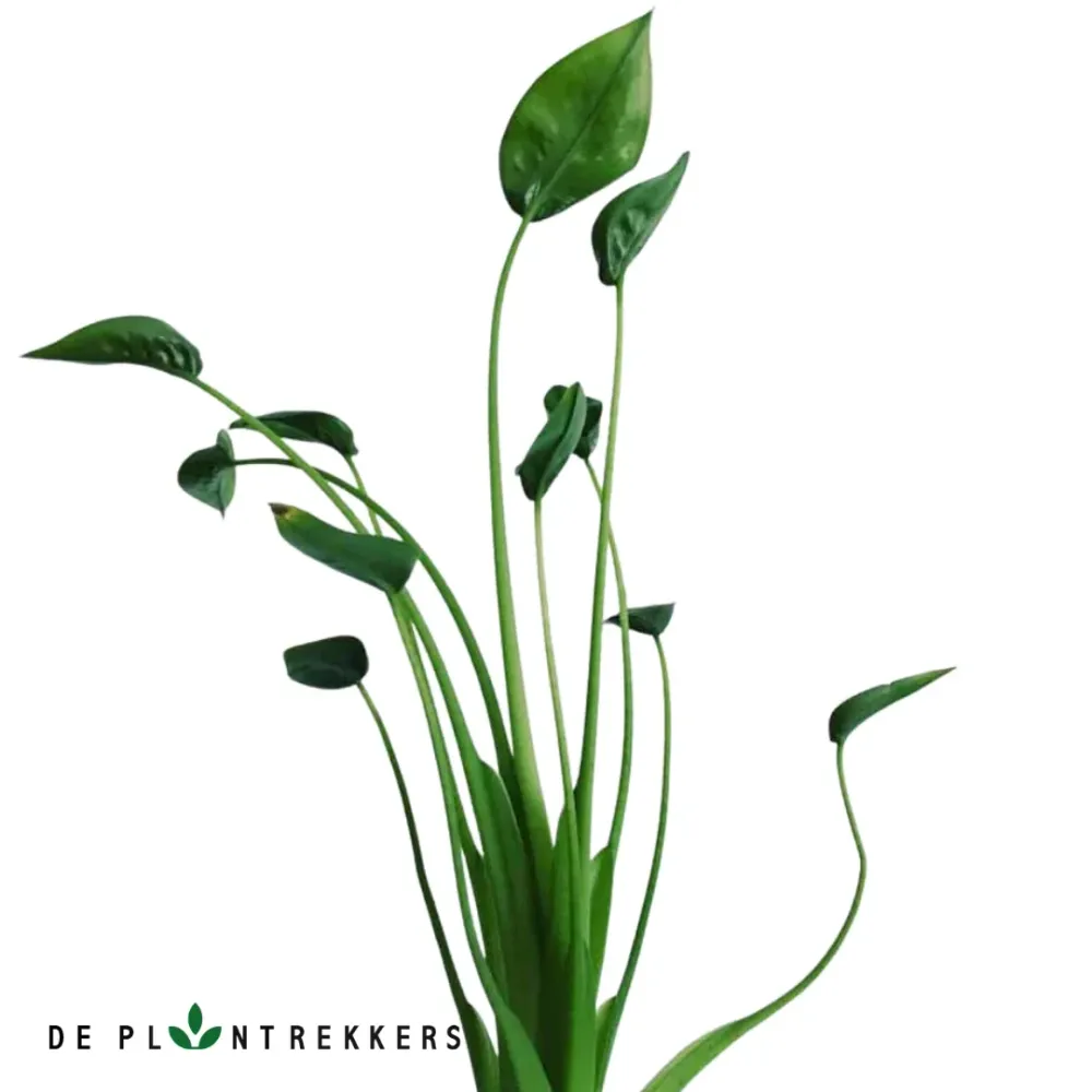 Alocasia Tiny Dancers De Plantrekkers