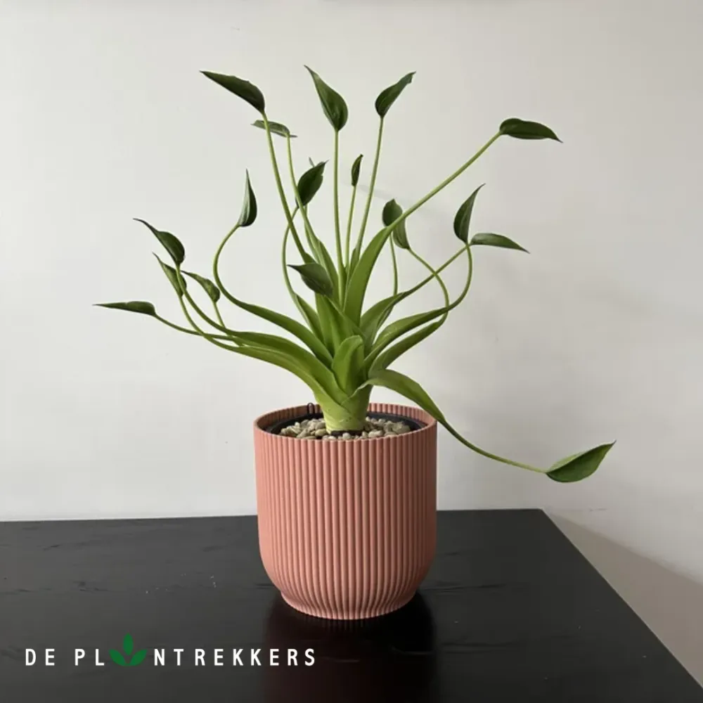 Alocasia Tiny Dancers De Plantrekkers