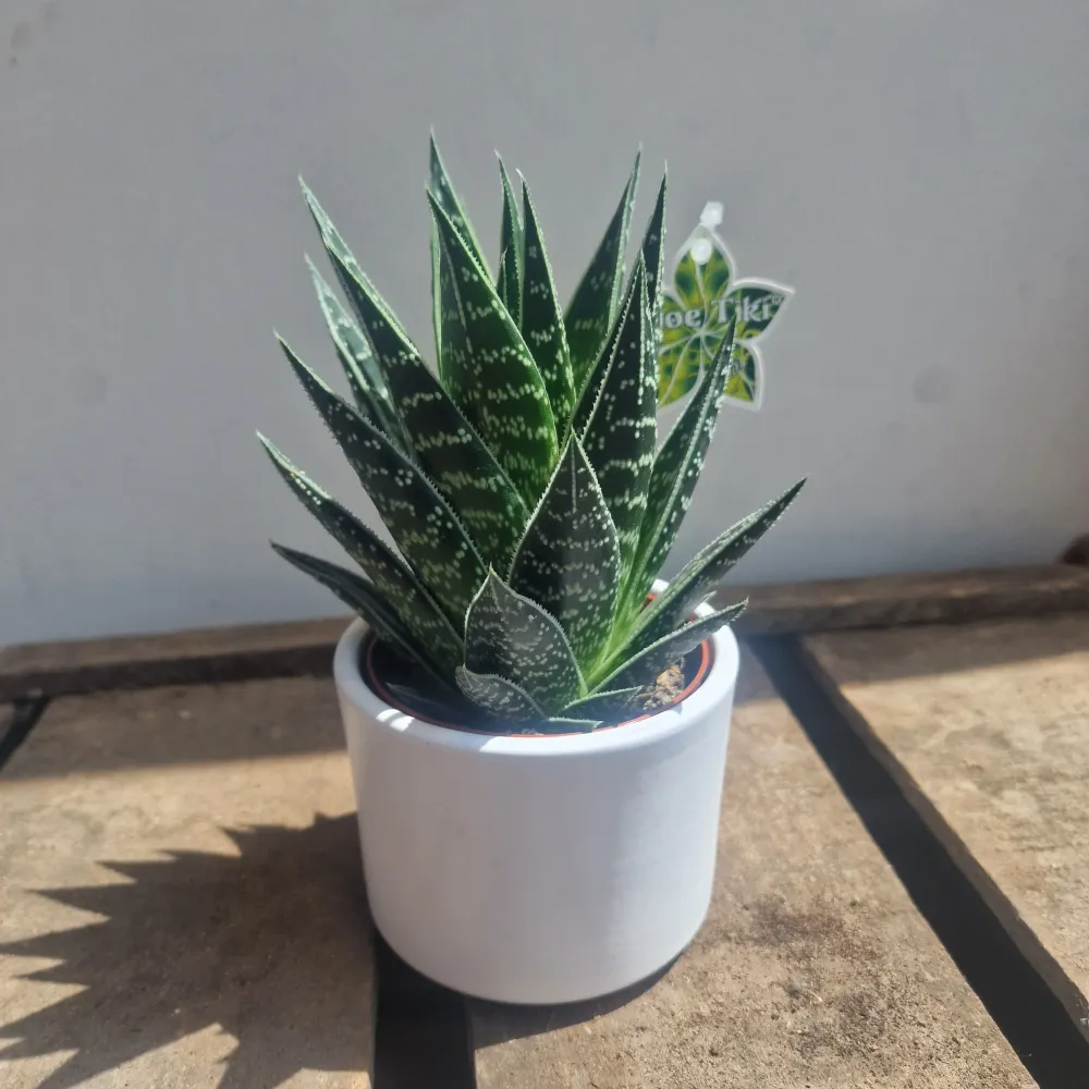 Aloe Tiki Tahi De Plantrekkers