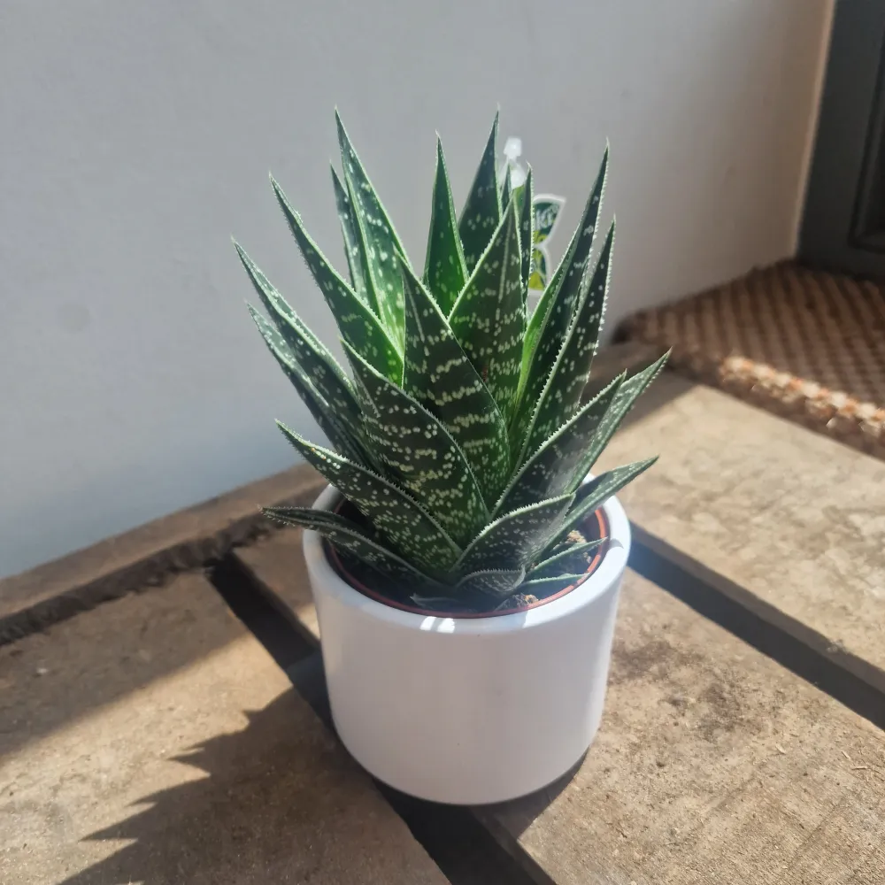Aloe Tiki Tahi De Plantrekkers