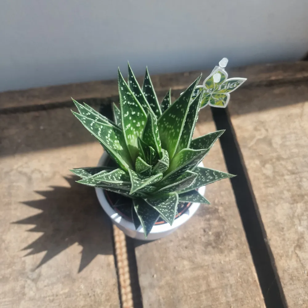 Aloe Tiki Tahi De Plantrekkers