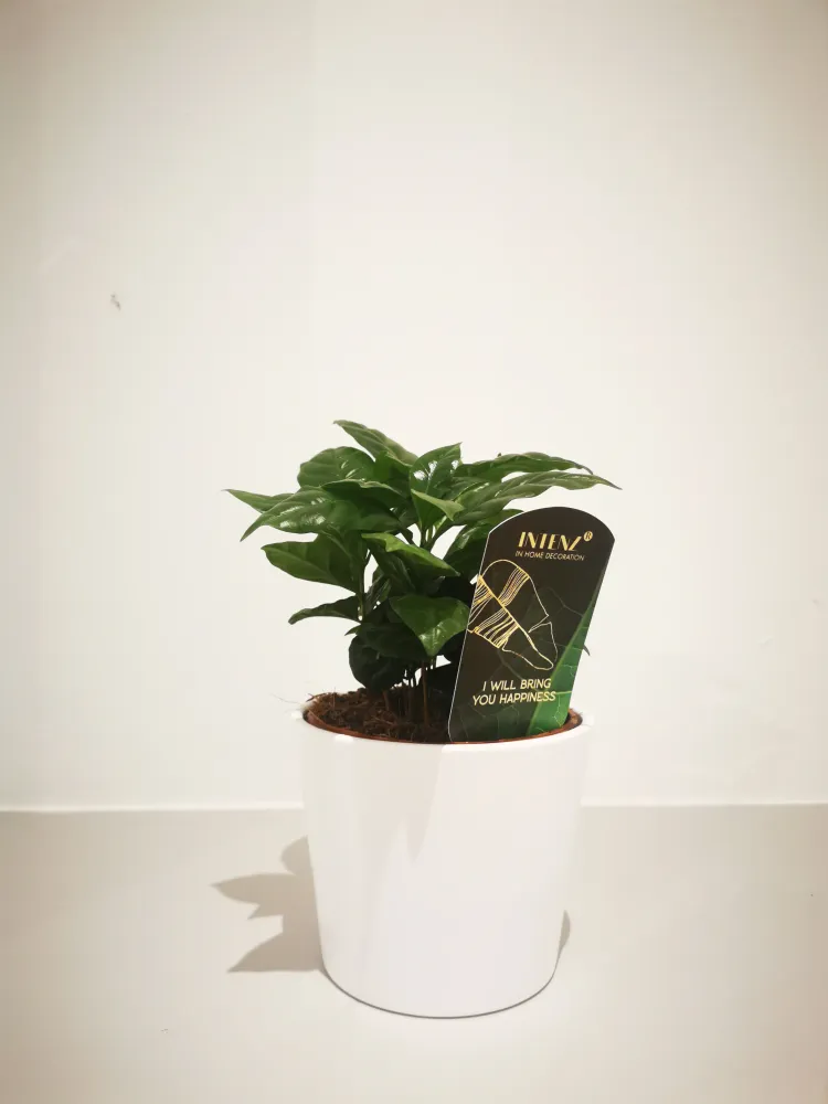Coffea Arabica De Plantrekkers