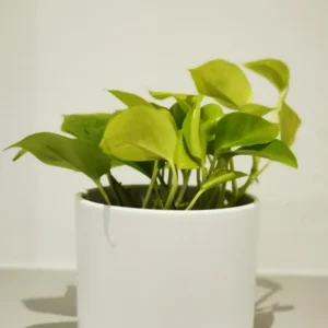 Epipremnum 'Golden Pothos' De Plantrekkers