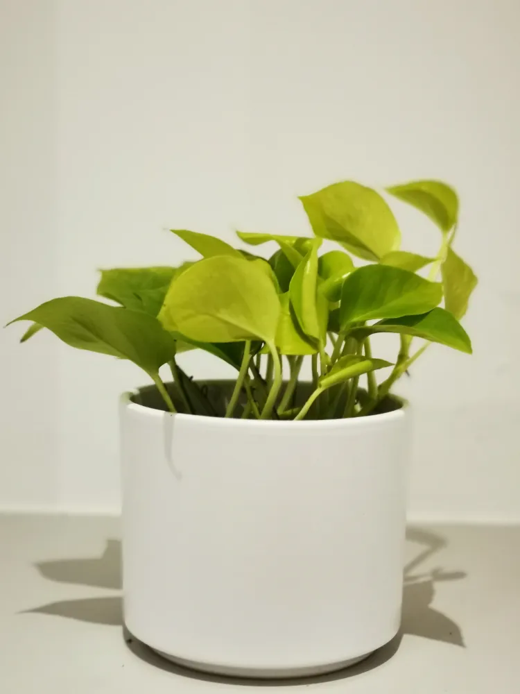 Epipremnum 'Golden Pothos' De Plantrekkers