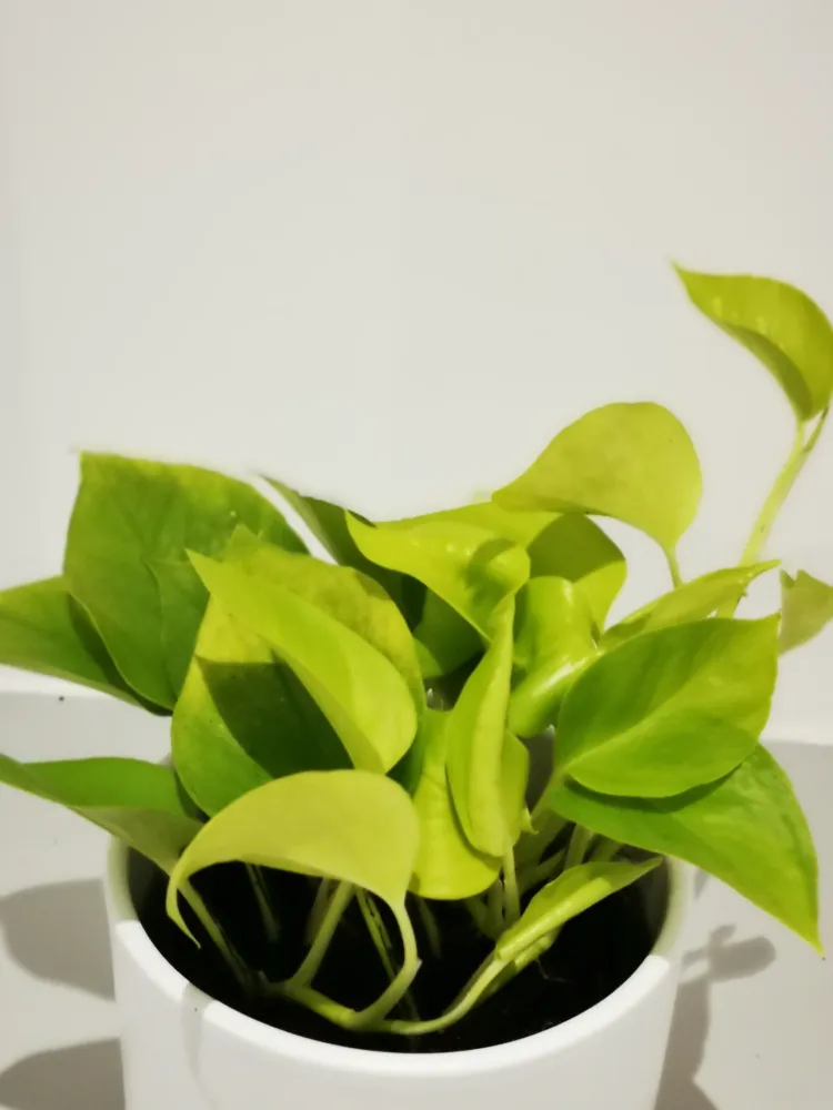 Epipremnum 'Golden Pothos' De Plantrekkers