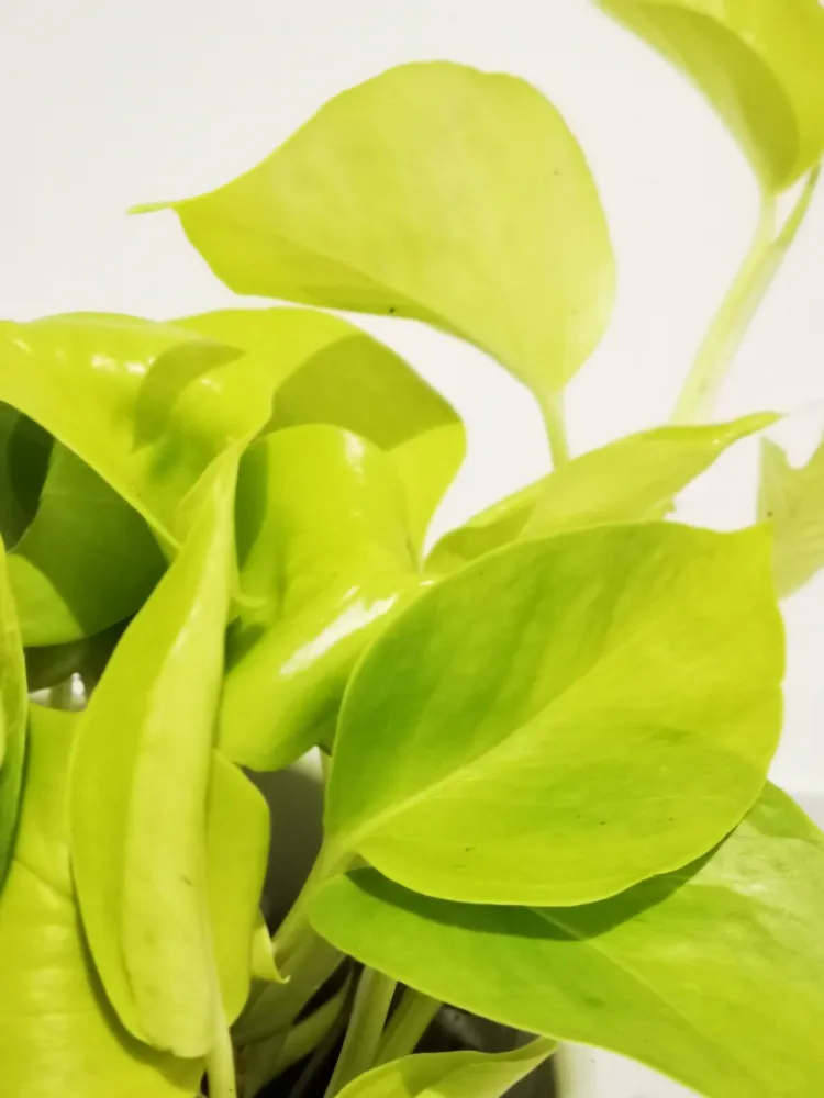 Epipremnum 'Golden Pothos' De Plantrekkers