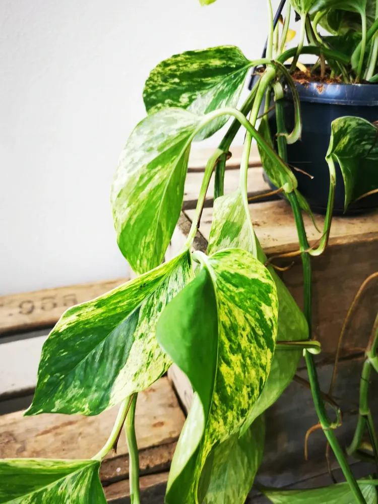 Epipremnum Marble Queen M De Plantrekkers