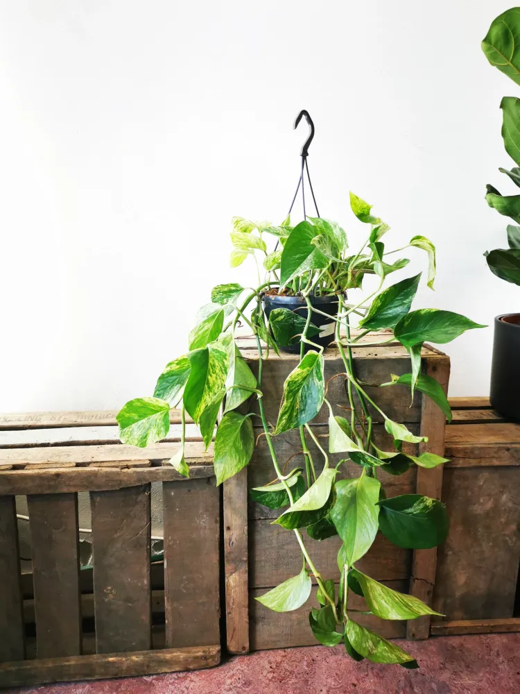 Epipremnum Marble Queen M De Plantrekkers